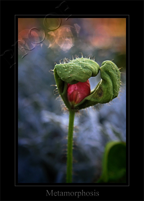 Metamorphosis