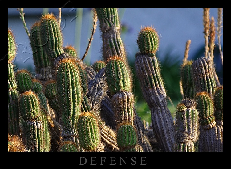 D E F E N S E