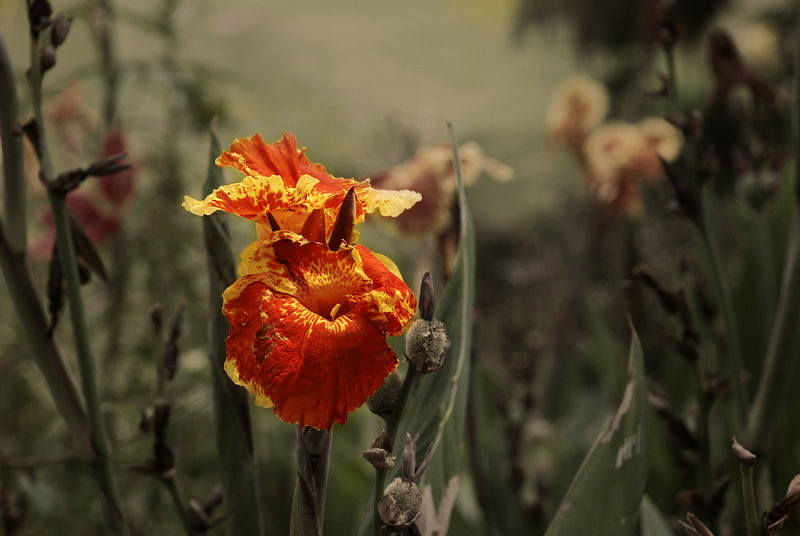DSC_0517_edit.JPG