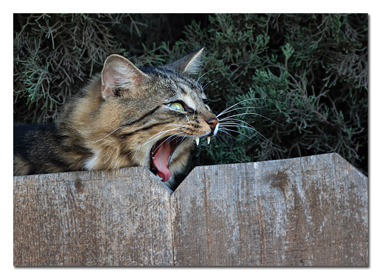 * Yawn *