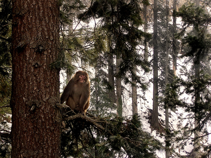 Snow monkey_edit.jpg