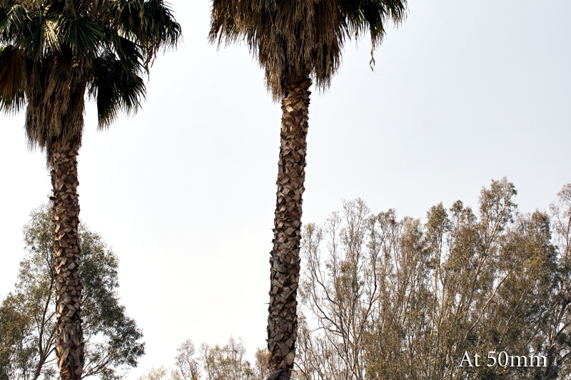 IMG_2452_50mm.jpg