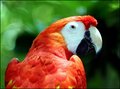 The Eye of the Parrot