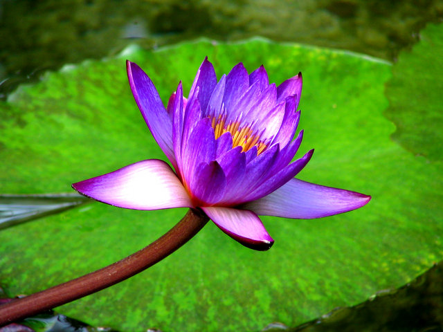 Purple Lilly Pad