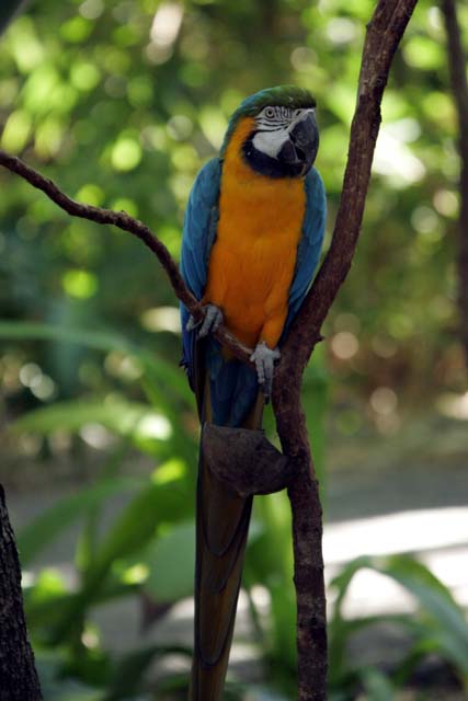 Blue and gold.jpg
