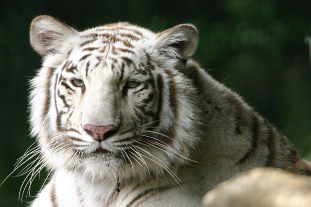 Malika White Tigress.jpg