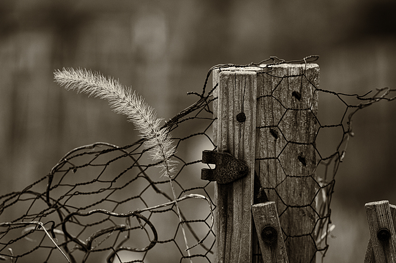 Chicken Wire Fence