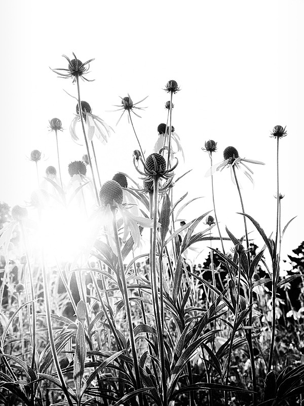 Sunrise Among the Wild Flowers