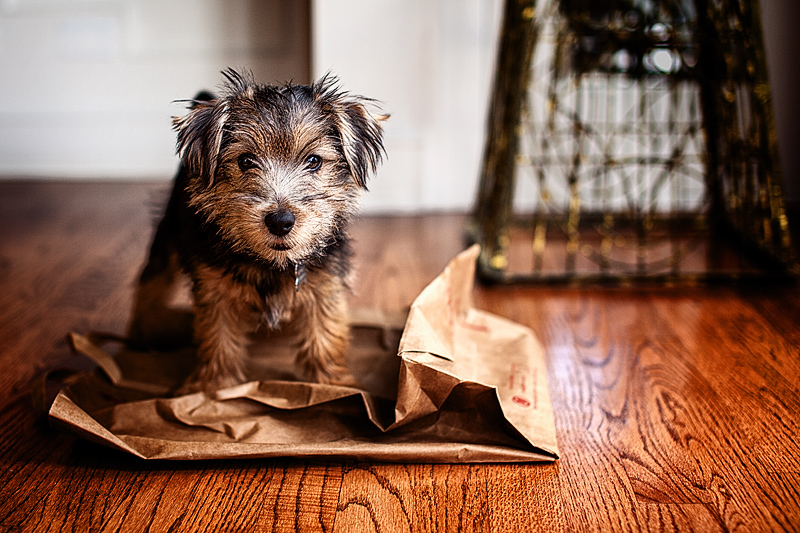 The puppy and the paper bag