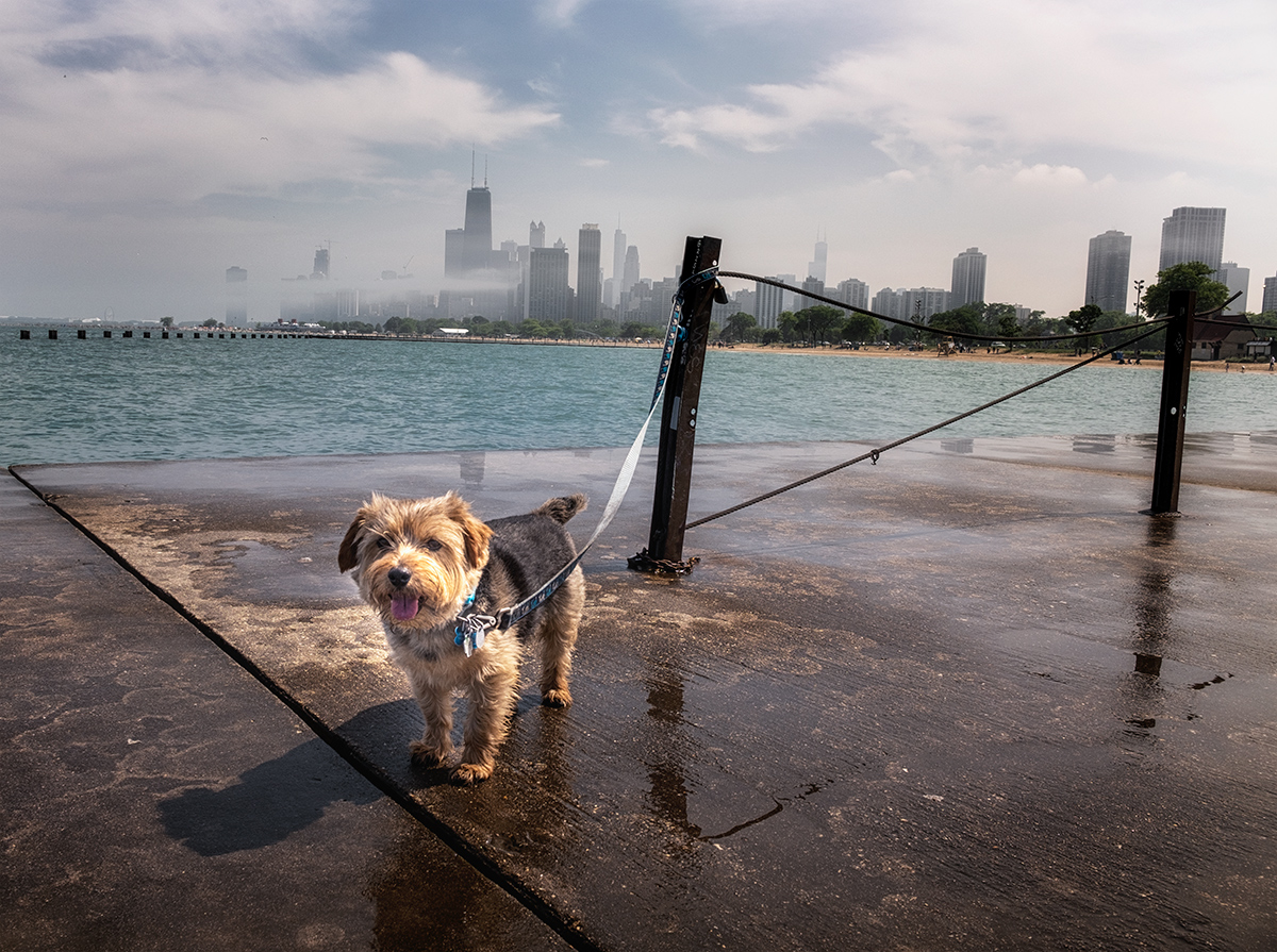 Dog and the City