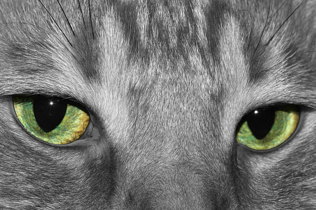 Milo_Eyes_De-Sat_DPC.jpg
