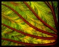 Lifepulse