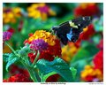 Butterfly in Blue