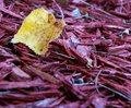 leaf