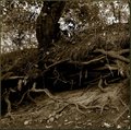 The Roots of all Evil