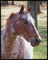 Charley Horse