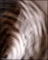 Last night I had a nightmare, I was eaten by a Zebra......I awoke to find the reality far, far worse