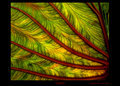 lifepulse 5 x 7