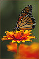 Monarch