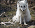 Silver Arctic Fox Pup 16x20 