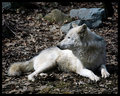 Wolf 8x10