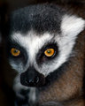 Sheila's Evil Lemur 8x10