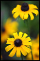 DSC_6333-8x12.jpg