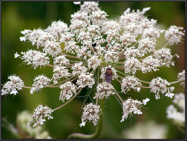 flower n fly