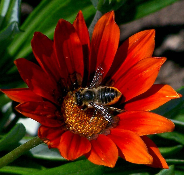 do Bee, do Bee, doo