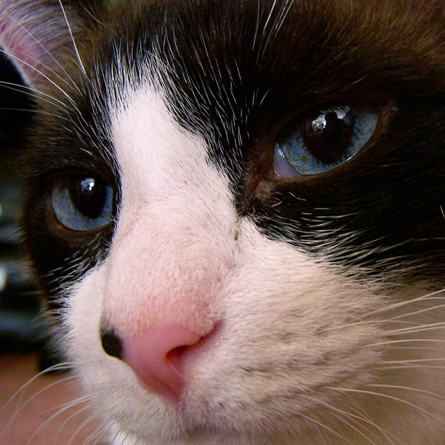 Brucey Blue Eyes