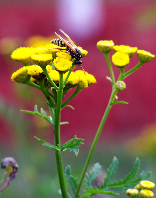 Hornet on Yellow