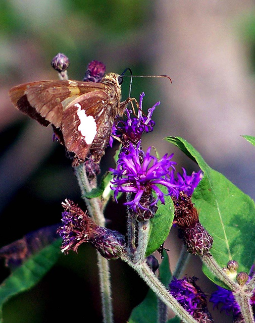 moth on purple