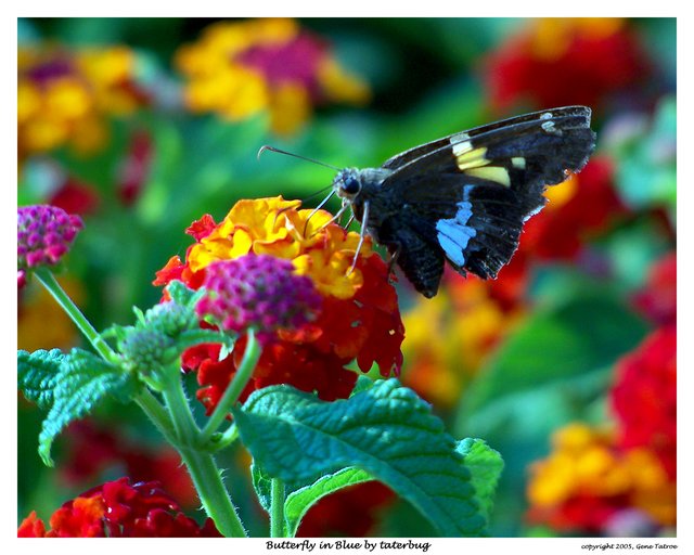 Butterfly in Blue