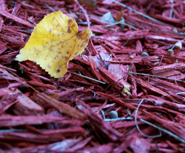 leaf