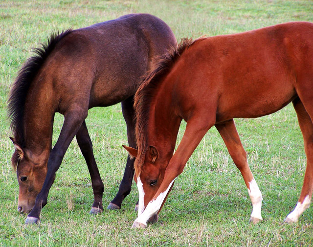 Synchronized Grazing