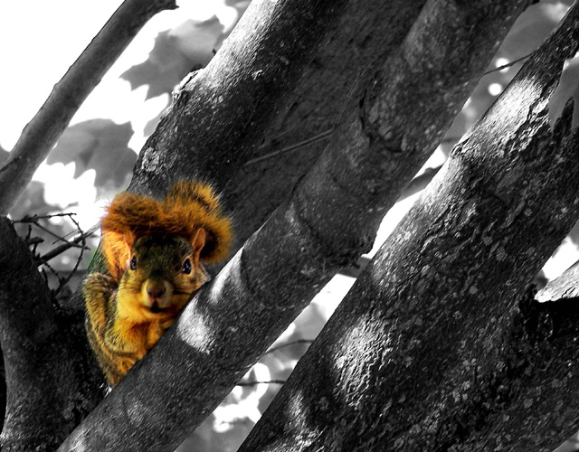 My Token Squirrel pic