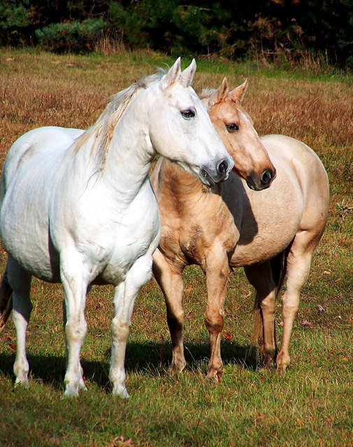 2 Horses