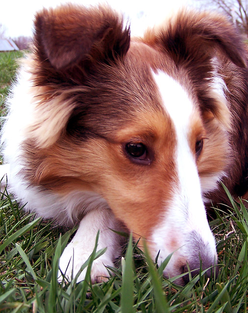 100_5291-copy.jpg