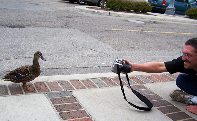 Chimpin' Duck