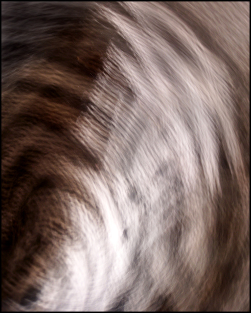 Last night I had a nightmare, I was eaten by a Zebra......I awoke to find the reality far, far worse