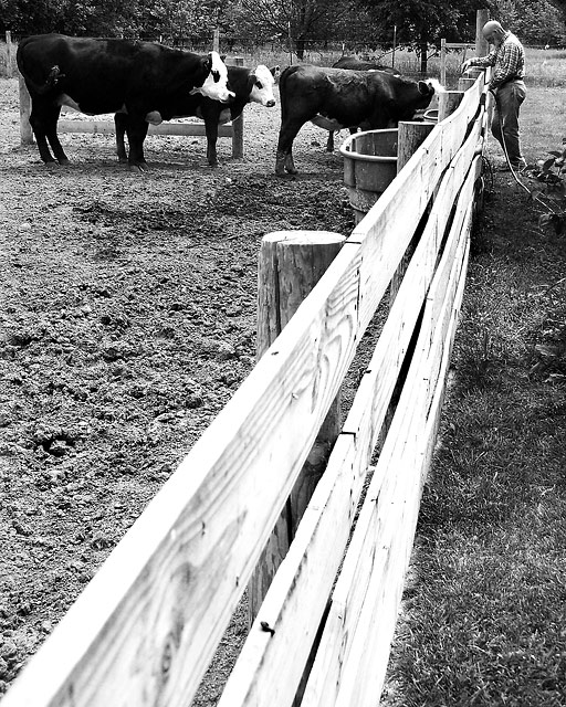 Waterin' the Cows