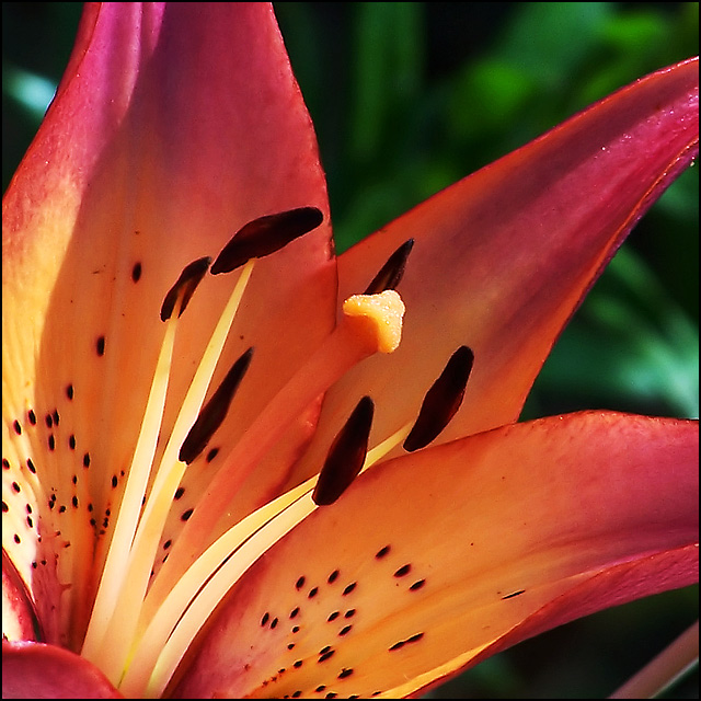 Eruption