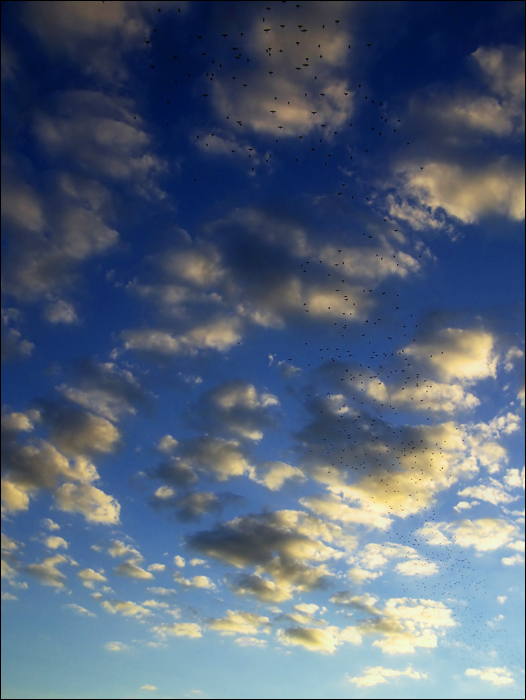 Migration