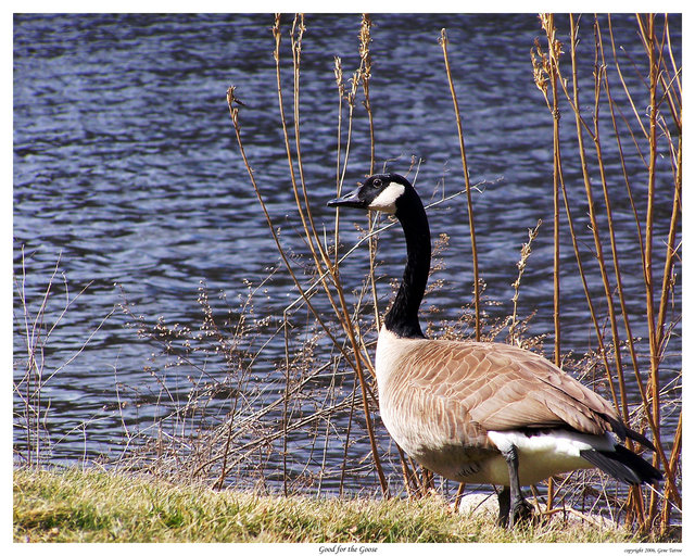 good for the goose...