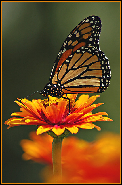 Monarch