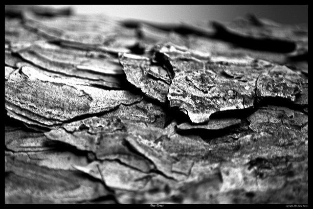 tree tones 
