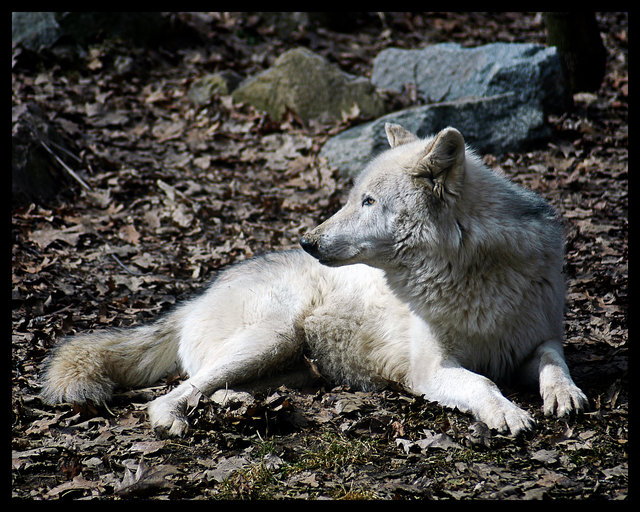 Wolf 8x10