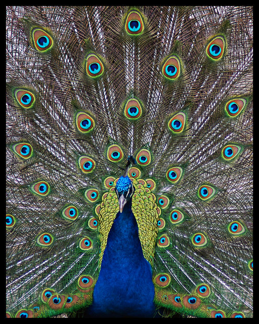 Peacock 8x10