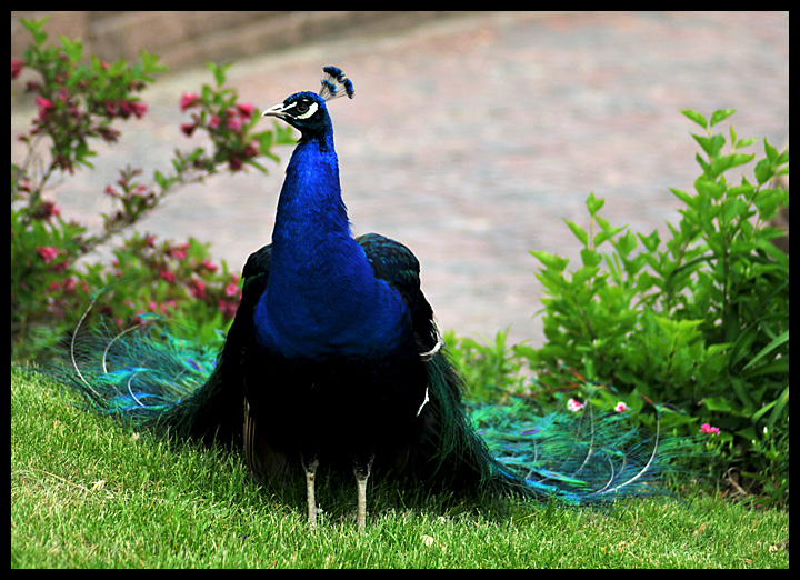Peacock in Blue