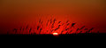 Sunset Sea Oats